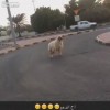 羊さんが道路に飛び出て車に轢かれてしまう