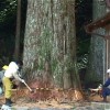 樹齢４００年の巨木を倒す男たち