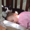 猫さんが赤ちゃんの頭をペロペロしまくります